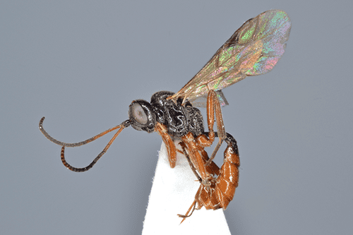 Bathythrix pellucidator